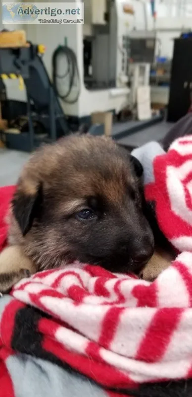 AKC GERMAN SHEPHERD PUPPIES