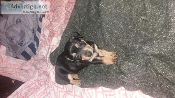 Loving 3 weeks old purebred Rottweiler puppy