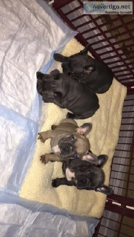 Blue French Bulldogs