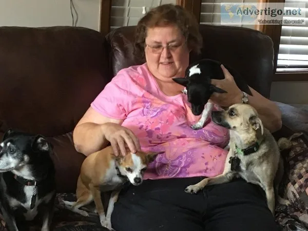 Three chihuahua males