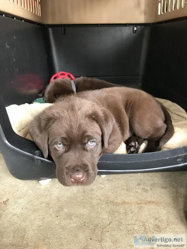 AKC registered Labrador retriever pups
