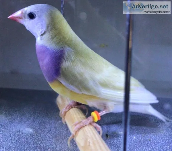 Gouldian Finches