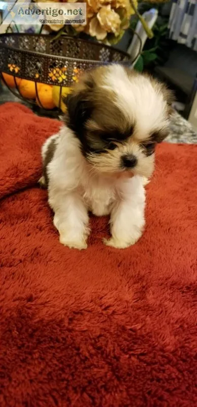 Male Shih Tzu