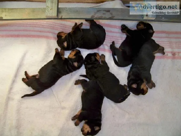 Adorable Rottweiler Puppies