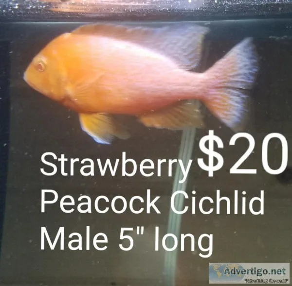 Cichlid part 2