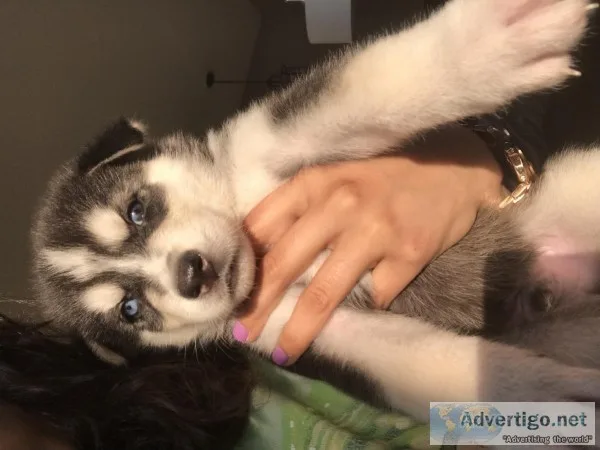 Wolf husky pups