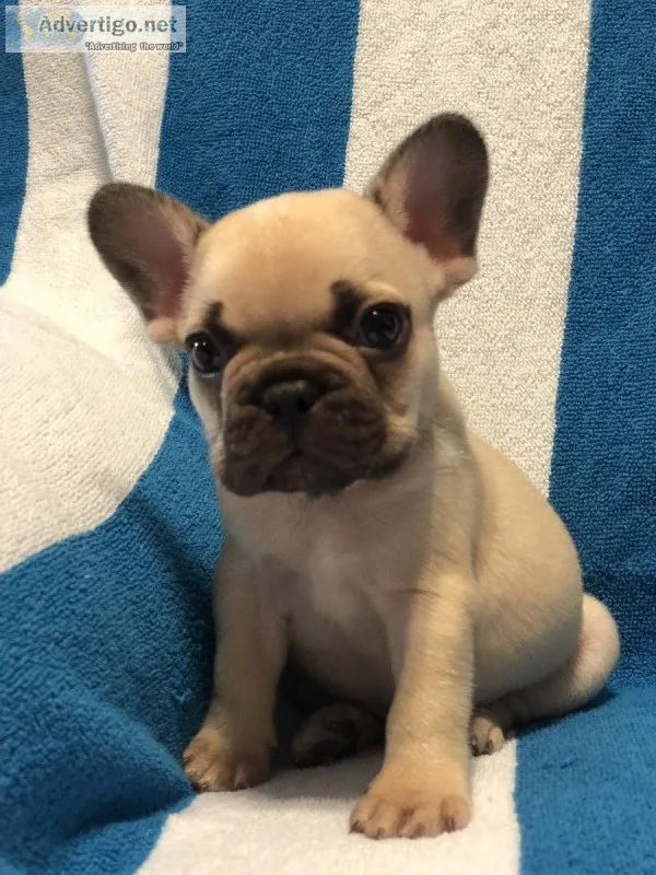 French Bulldogs
