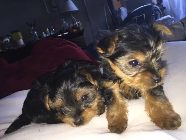 Gorgeous  Teacup Yorkie puppies