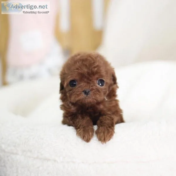 Micro Teacup Red Poodle Baby