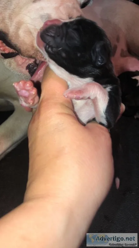 Boxer CKC Registered
