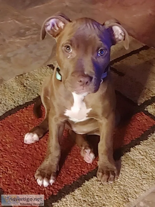 Cute puppy