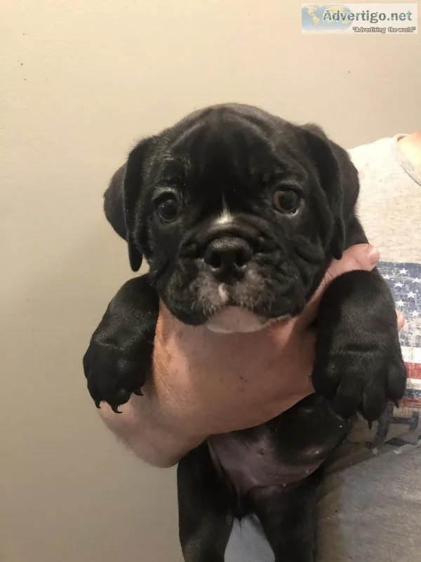 English Bulldog puppies