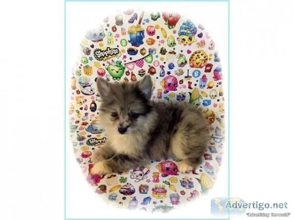 CKC Blue Merle Pomimo Puppy