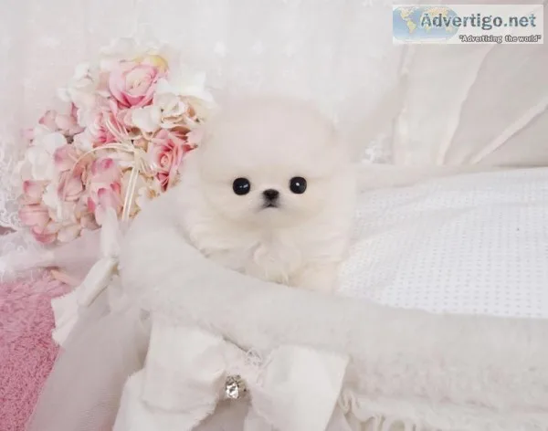 White Teacup Pomeranian for Re Homing