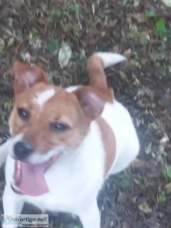 Female Jack Russell Terrier