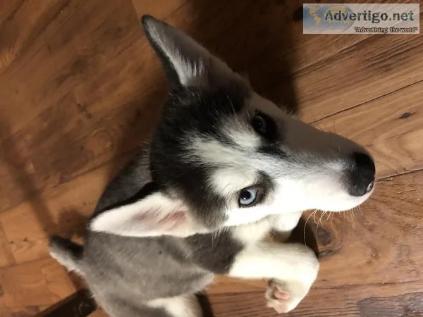 3 Month Old Female Siberian Husky