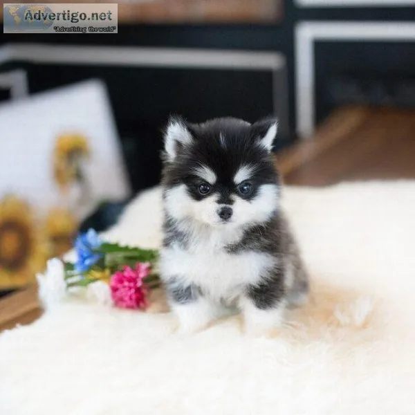 Happy Teacup Pomsky
