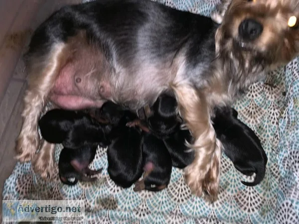Yorkies