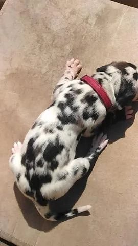 Great Dane Puppies