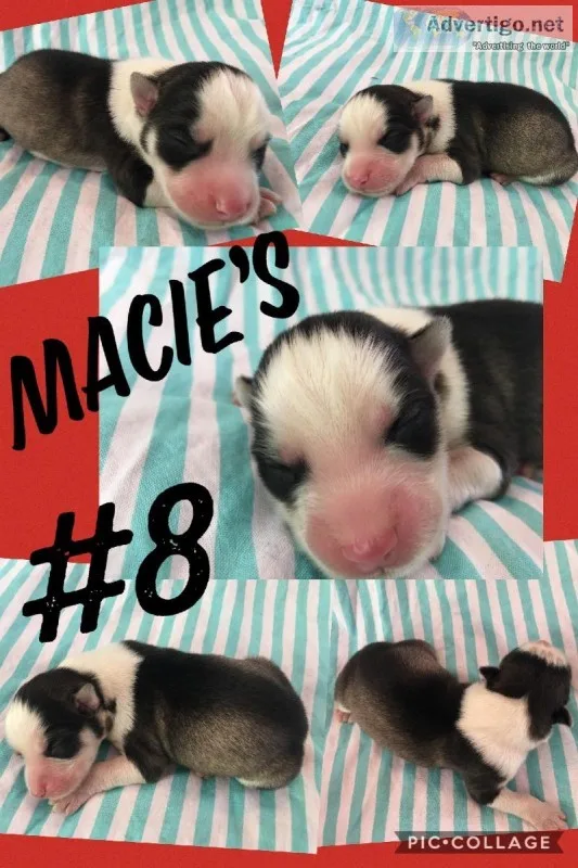 AKC Siberian Husky Puppies