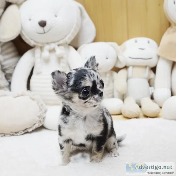 Micro Chihuahua male and female