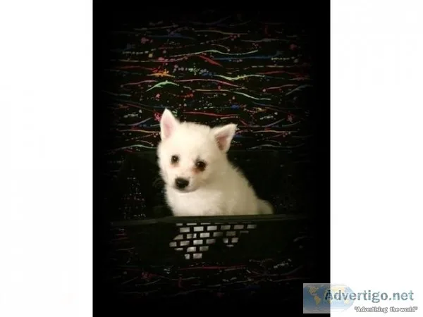 CKC Miniature American Eskimo Puppy