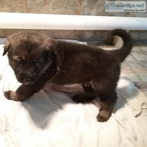 German Shephard Czechoslovakian AKC puppies