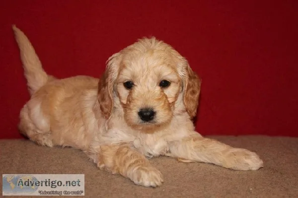 Mini Goldendoodle Pups