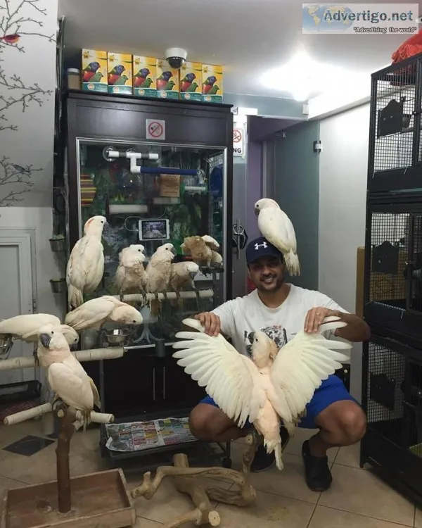 Cockatoo Parrots (Galah and Umbrella )