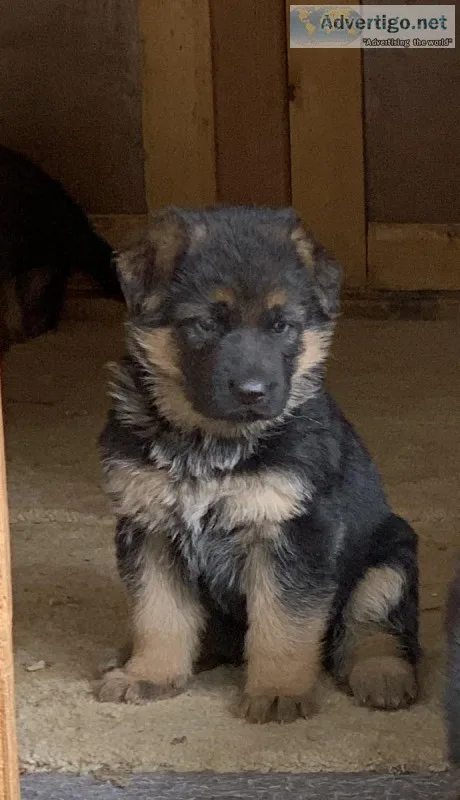 German Shepard
