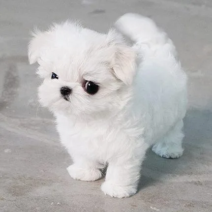 Royal Micro Maltese Puppies