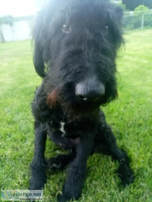 Black Airedale Terrier