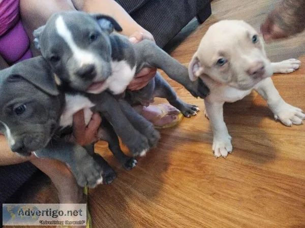 Pitbull puppies