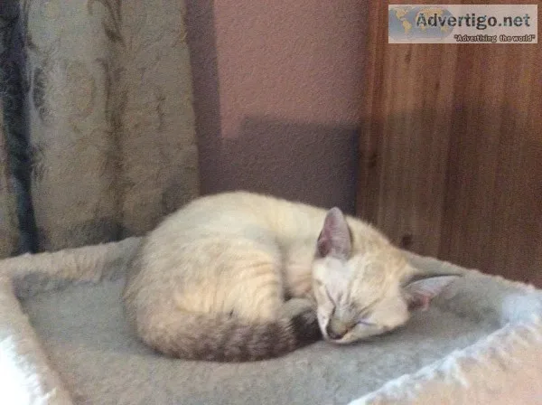 34 bengal 14 siamese