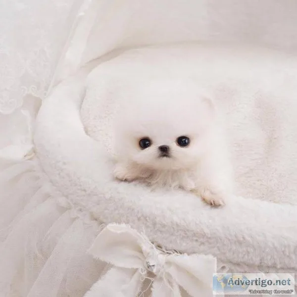 White Micro Teacup Pomeranian