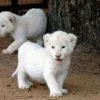 White Lion Cubs for sale