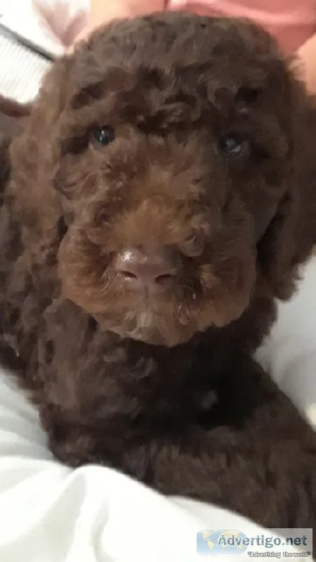 Standard poodle