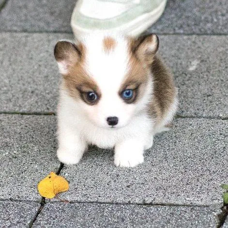 beautiful teacup Corgi