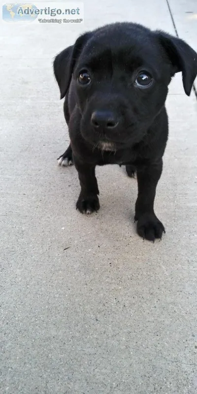 PIT MIX PUPPY 6WK