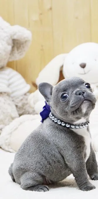 Blue Mini French Bulldog Puppies