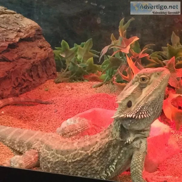 Lisa s Pet Place