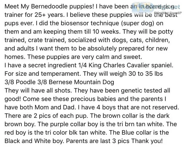 Bernedoodle puppies 7 weeks ready soon