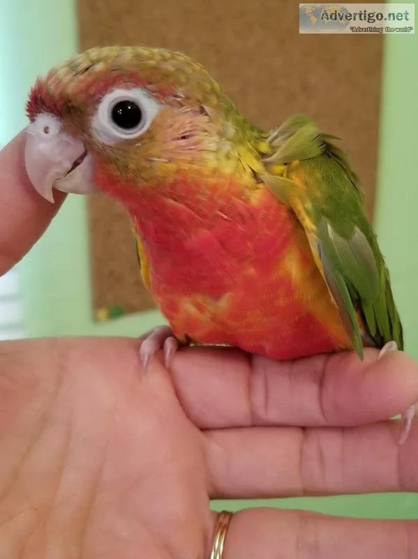 Red Factor Pineapple Green Cheek Conures for Sale