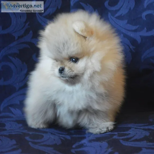 AKC adorable Pomeranian