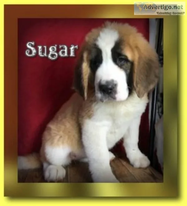 Sugar Female Saint Bernard