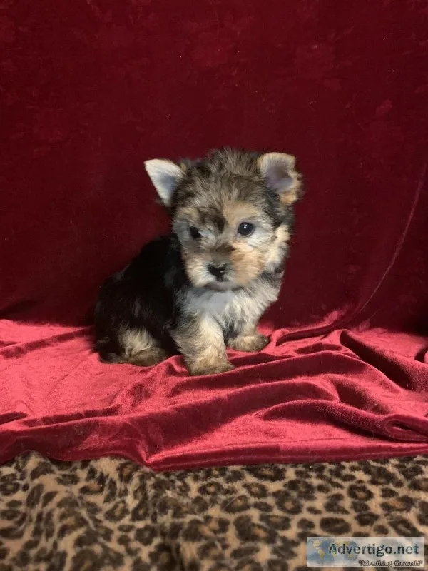 Yorkie Tcup beautiful Babies