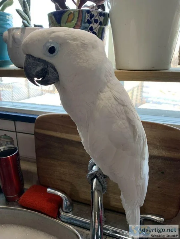 Talking Cockatoo Parrots For Adoption