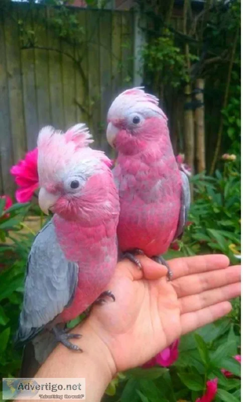 5 Galah Cockatoo Baby parrots