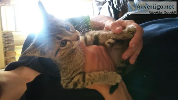 Two male kittens to good home