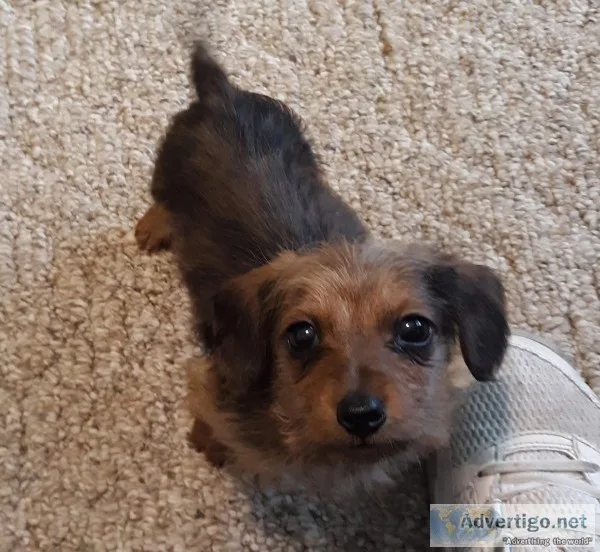 Mini dachshund
